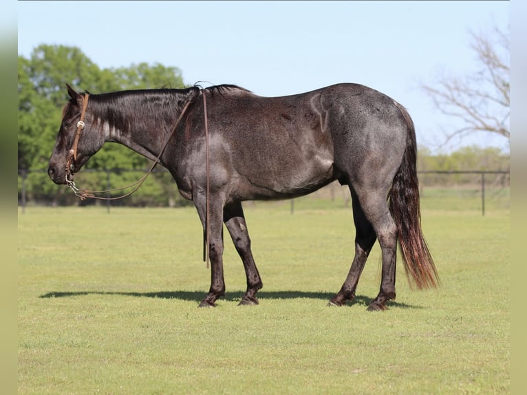 American Quarter Horse Gelding 7 years 15 hh Roan-Blue in Pilot Point, TX
