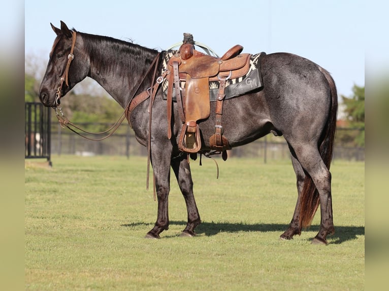 American Quarter Horse Gelding 7 years 15 hh Roan-Blue in Pilot Point, TX