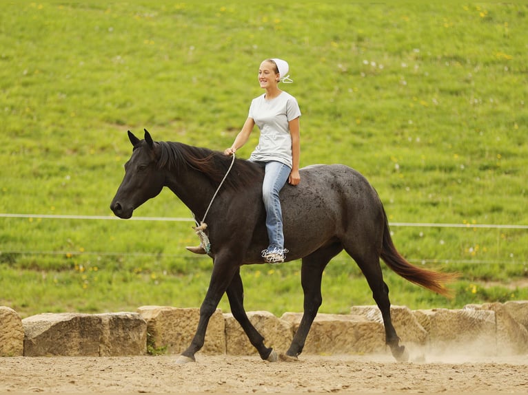 American Quarter Horse Gelding 7 years 15 hh Roan-Blue in Millersburg