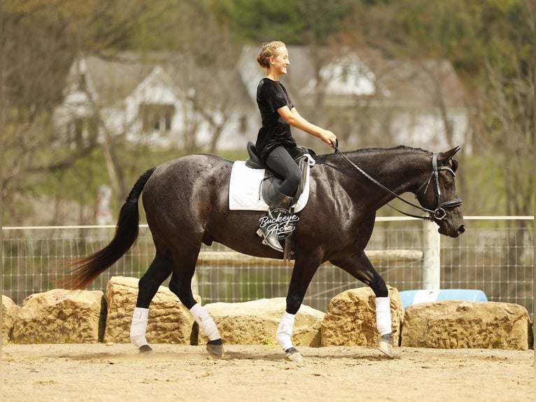 American Quarter Horse Gelding 7 years 15 hh Roan-Blue in Millersburg