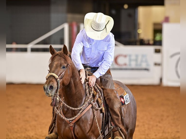 American Quarter Horse Gelding 7 years 15 hh Roan-Red in Waco