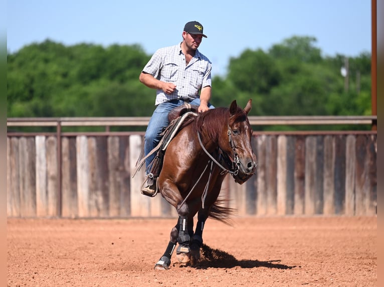 American Quarter Horse Gelding 7 years 15 hh Roan-Red in Waco