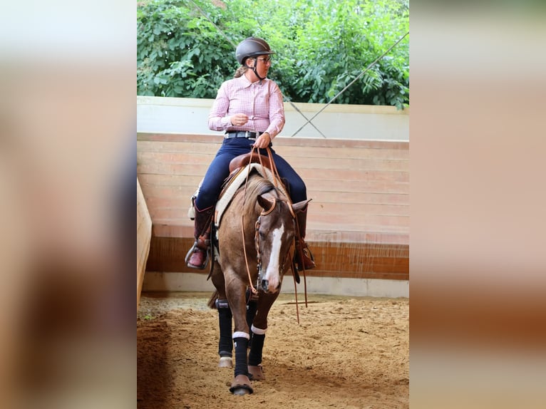 American Quarter Horse Gelding 7 years 15 hh Roan-Red in Thierhaupten