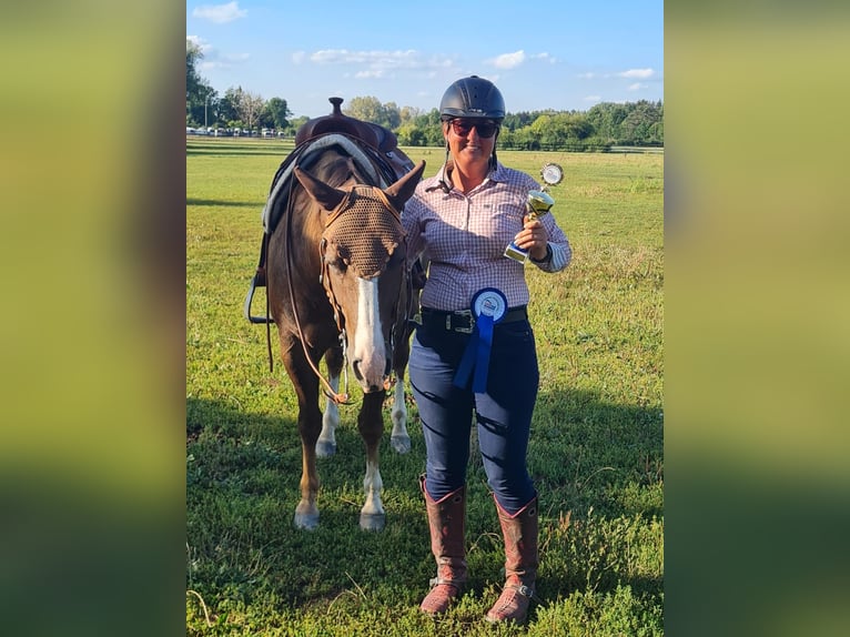 American Quarter Horse Gelding 7 years 15 hh Roan-Red in Thierhaupten