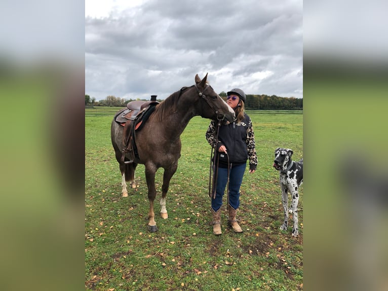 American Quarter Horse Gelding 7 years 15 hh Roan-Red in Thierhaupten