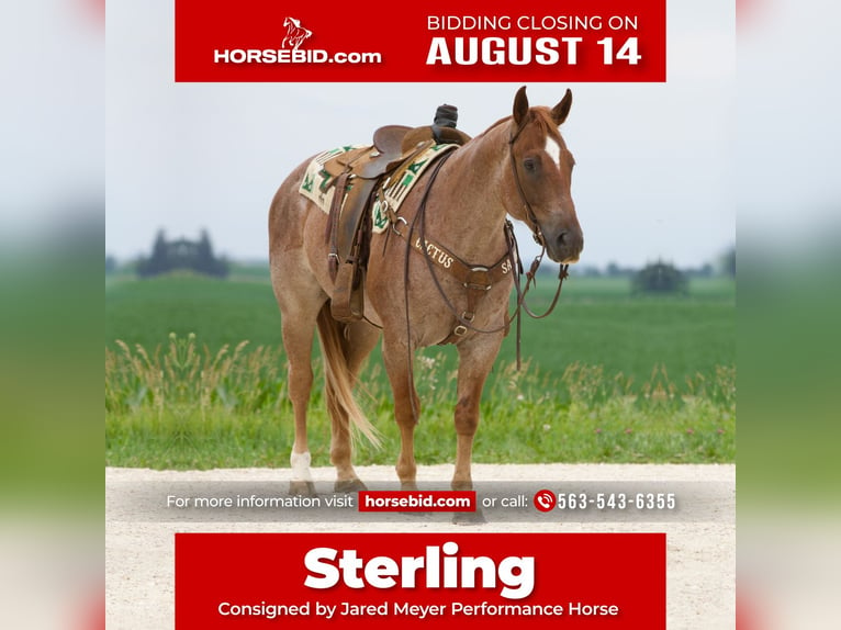 American Quarter Horse Gelding 7 years 15 hh Roan-Red in Bernard, IA