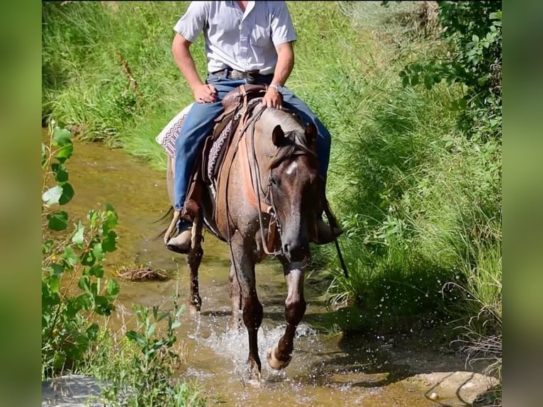 American Quarter Horse Gelding 7 years 15 hh Roan-Red in Chadron, NE
