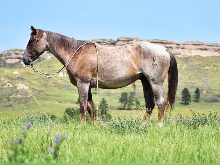 American Quarter Horse Gelding 7 years 15 hh Roan-Red in Chadron, NE