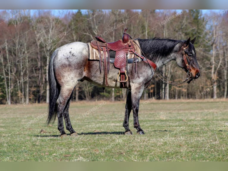 American Quarter Horse Gelding 7 years 15 hh Roan-Red in Clarion