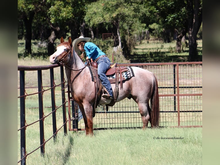 American Quarter Horse Gelding 7 years 15 hh Roan-Red in MIlsap TX