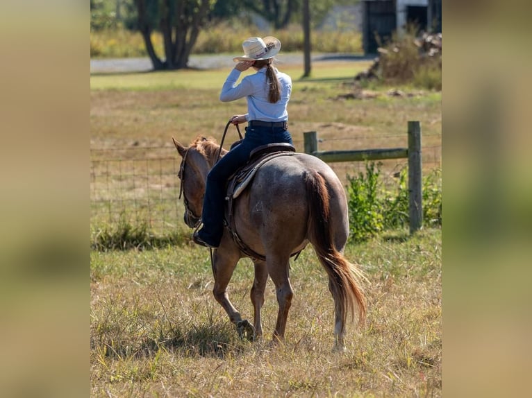 American Quarter Horse Gelding 7 years 15 hh Roan-Red in Madisonville, KY