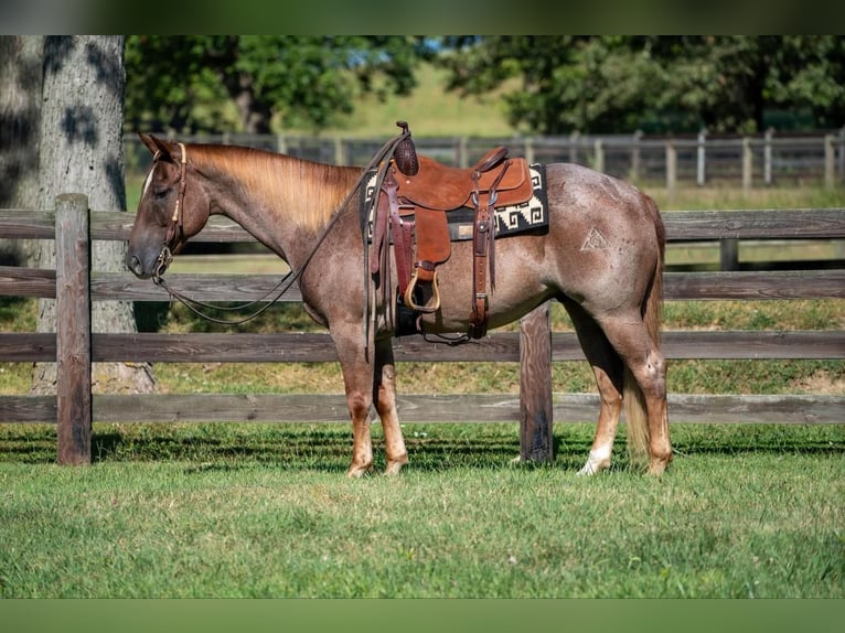 American Quarter Horse Gelding 7 years 15 hh Roan-Red in Madisonville, KY