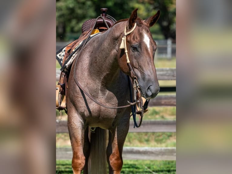 American Quarter Horse Gelding 7 years 15 hh Roan-Red in Madisonville, KY