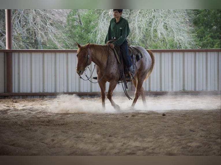 American Quarter Horse Gelding 7 years 15 hh Roan-Red in Sulphur Springs