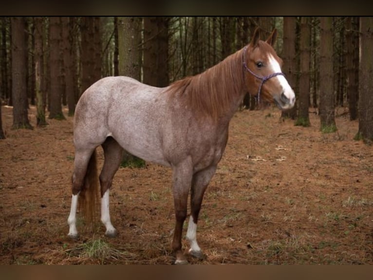 American Quarter Horse Gelding 7 years 15 hh Roan-Red in Baton Rouge LA