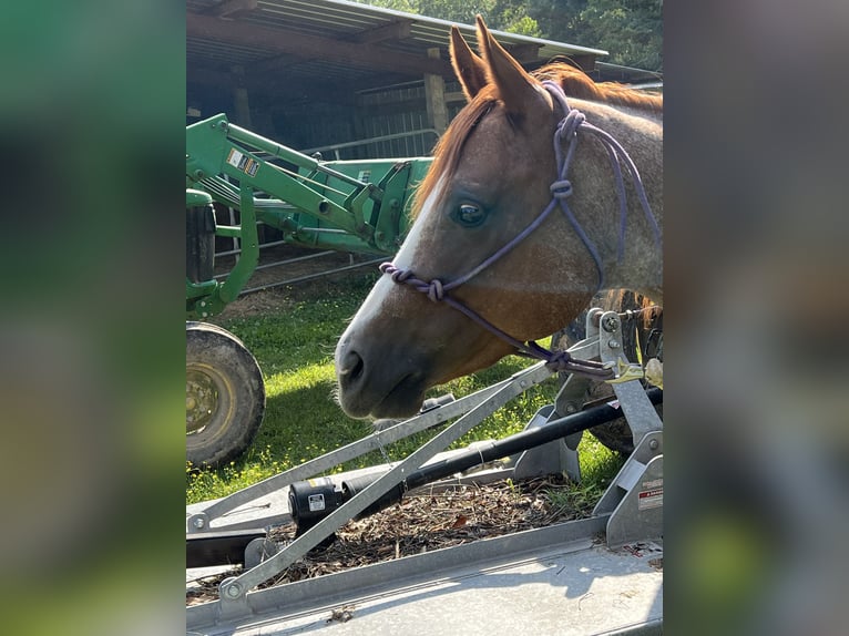 American Quarter Horse Gelding 7 years 15 hh Roan-Red in Baton Rouge LA