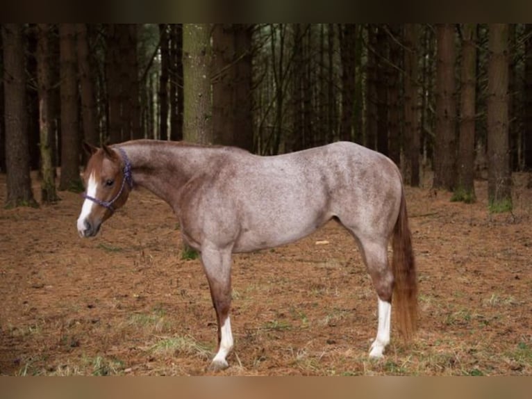 American Quarter Horse Gelding 7 years 15 hh Roan-Red in Baton Rouge LA