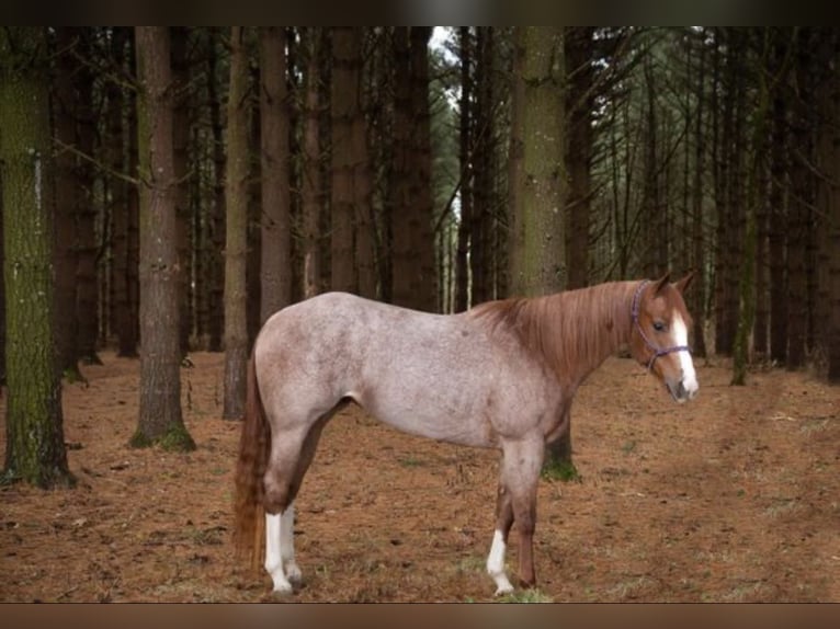 American Quarter Horse Gelding 7 years 15 hh Roan-Red in Baton Rouge LA