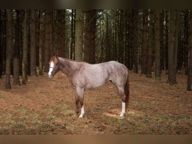 American Quarter Horse Gelding 7 years 15 hh Roan-Red in Baton Rouge LA