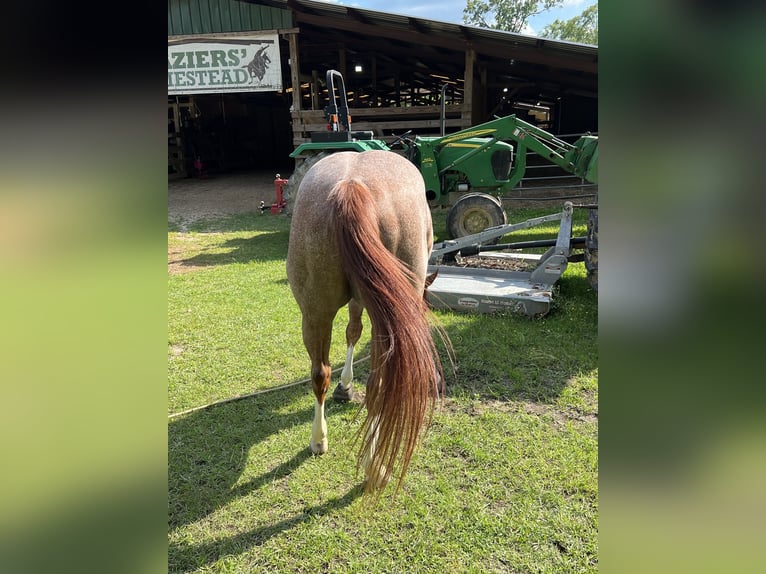 American Quarter Horse Gelding 7 years 15 hh Roan-Red in Baton Rouge LA