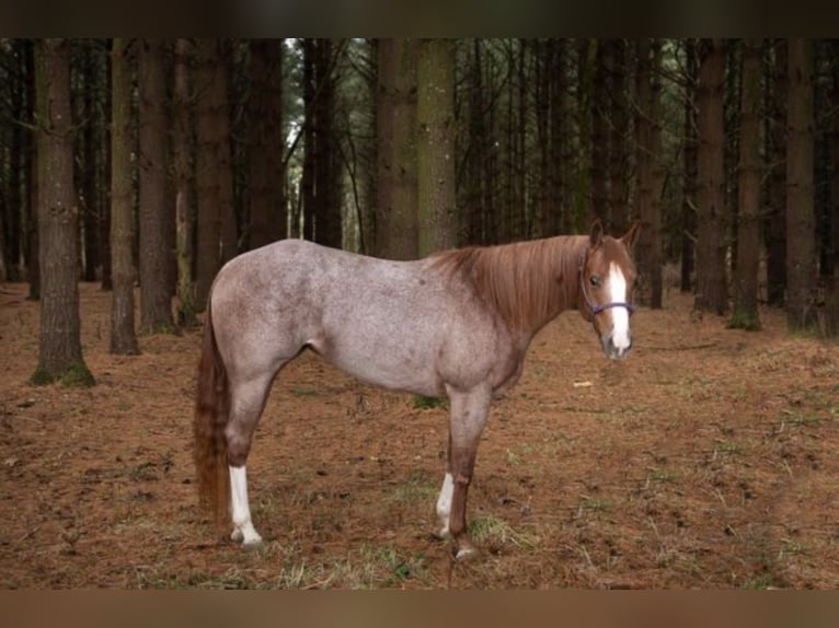 American Quarter Horse Gelding 7 years 15 hh Roan-Red in Baton Rouge LA