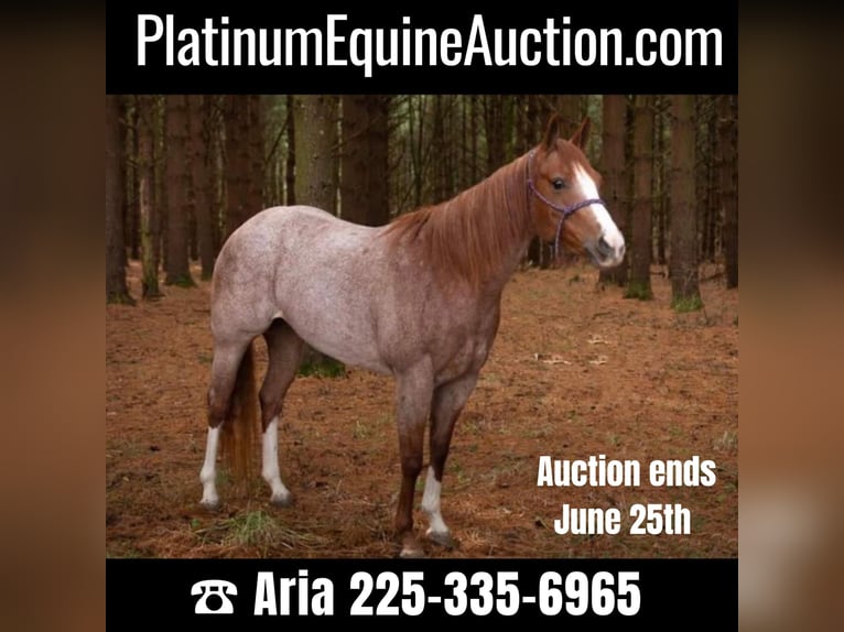 American Quarter Horse Gelding 7 years 15 hh Roan-Red in Baton Rouge LA