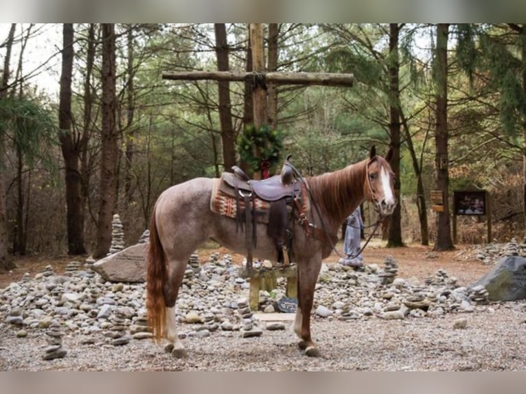 American Quarter Horse Gelding 7 years 15 hh Roan-Red in Baton Rouge LA