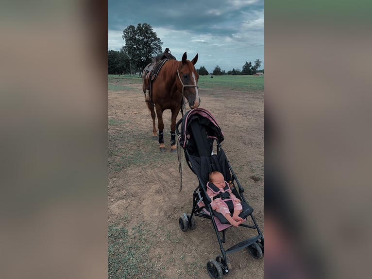 American Quarter Horse Gelding 7 years 15 hh Sorrel in Okemah, OK