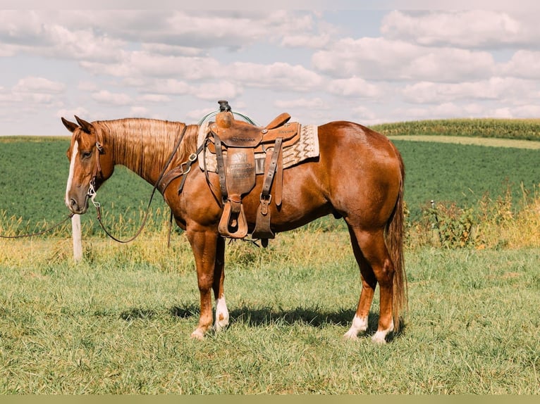 American Quarter Horse Gelding 7 years 15 hh Sorrel in Decorah