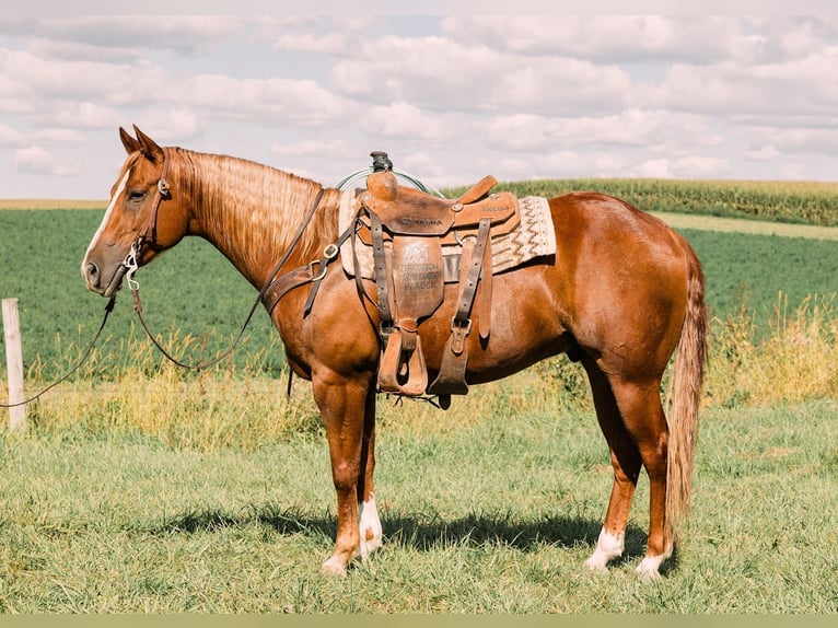 American Quarter Horse Gelding 7 years 15 hh Sorrel in Decorah