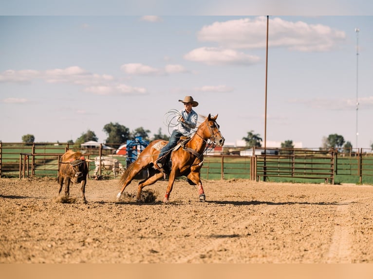 American Quarter Horse Gelding 7 years 15 hh Sorrel in Decorah
