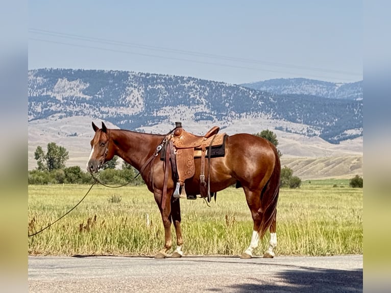 American Quarter Horse Gelding 7 years 15 hh Sorrel in Drummond