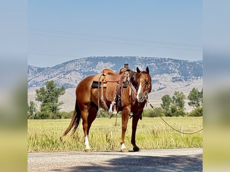 American Quarter Horse Gelding 7 years 15 hh Sorrel in Drummond