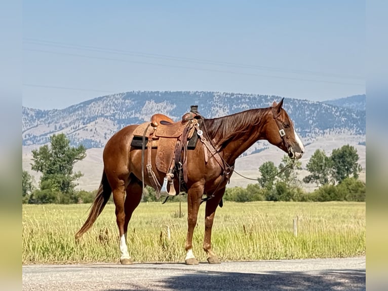 American Quarter Horse Gelding 7 years 15 hh Sorrel in Drummond