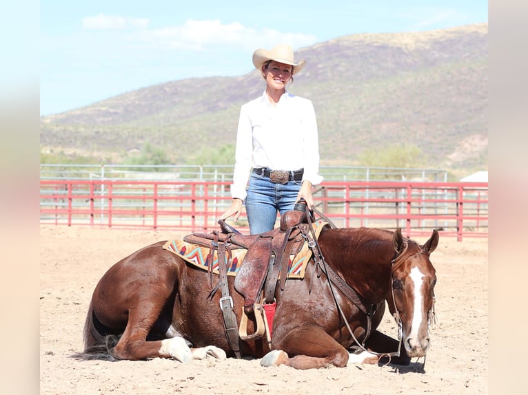 American Quarter Horse Gelding 7 years 15 hh Sorrel in Cave Creek, AZ