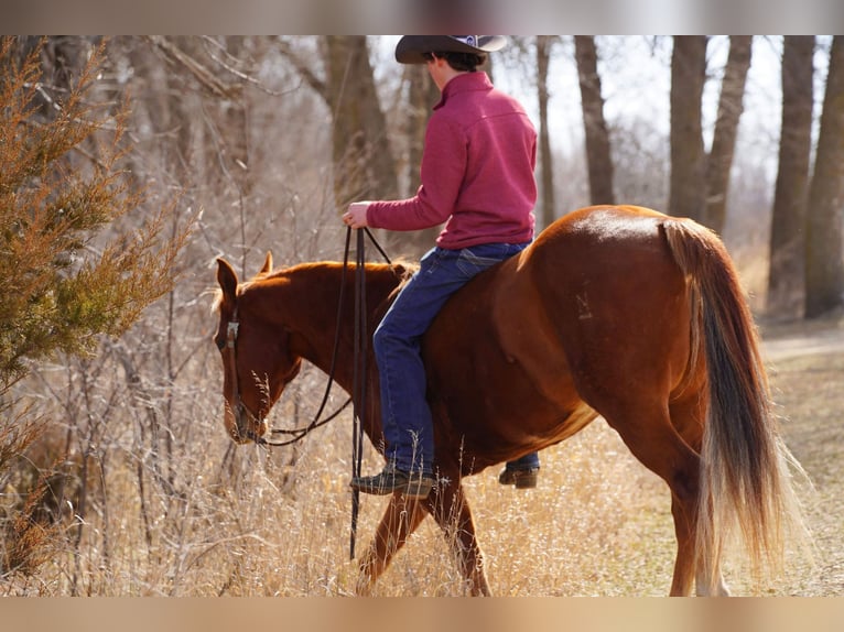 American Quarter Horse Gelding 7 years 15 hh Sorrel in Valley Springs