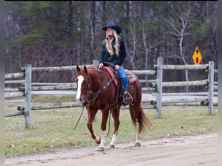 American Quarter Horse Gelding 7 years 15 hh Sorrel in Nevis, MN