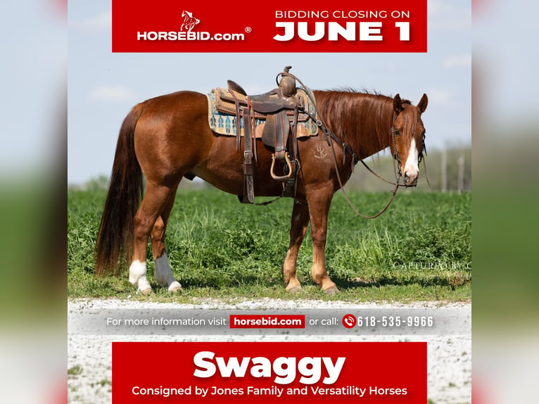 American Quarter Horse Gelding 7 years 15 hh Sorrel in Lewistown