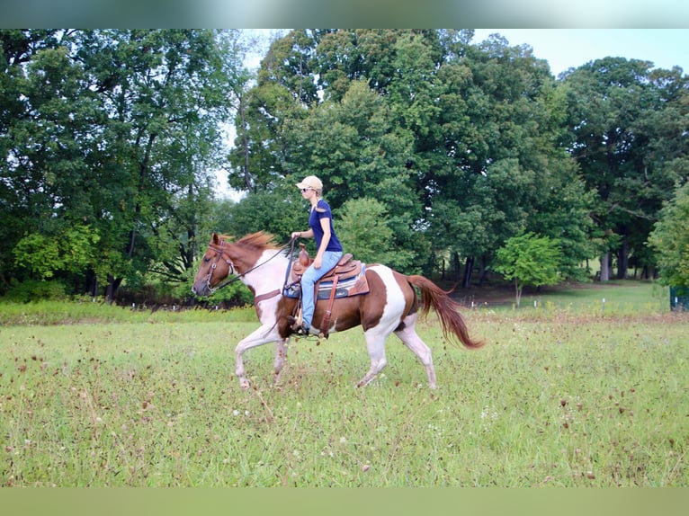 American Quarter Horse Gelding 7 years 15 hh Sorrel in Highland MI