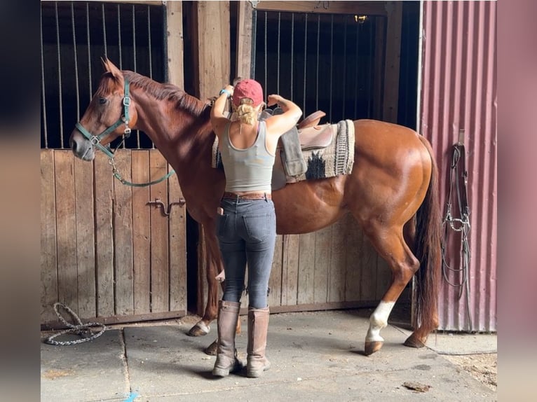 American Quarter Horse Gelding 7 years 15 hh Sorrel in Granby, CT