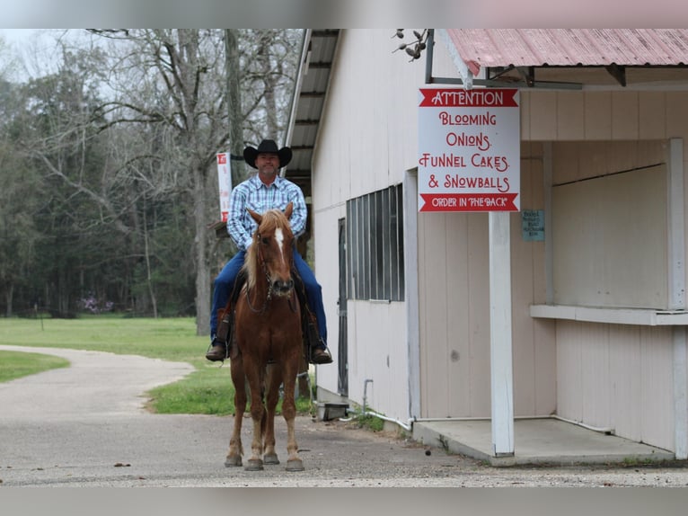 American Quarter Horse Gelding 7 years 15 hh Sorrel in Kentwood, LA