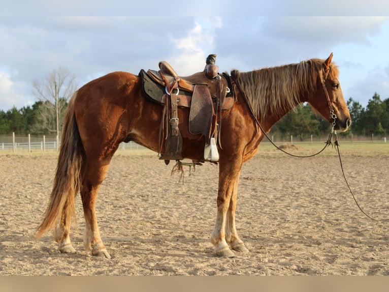 American Quarter Horse Gelding 7 years 15 hh Sorrel in Kentwood, LA