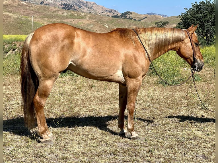 American Quarter Horse Gelding 7 years 15 hh Sorrel in Paicines CA