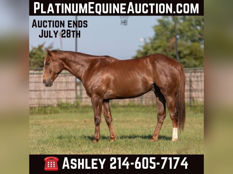 American Quarter Horse Gelding 7 years 15 hh Sorrel in Weatherford TX