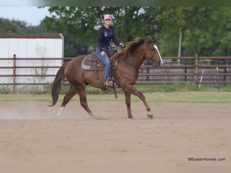 American Quarter Horse Gelding 7 years 15 hh Sorrel in Weatherford TX