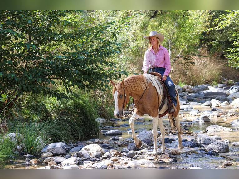 American Quarter Horse Gelding 7 years 15 hh Tobiano-all-colors in Camp Verde AZ