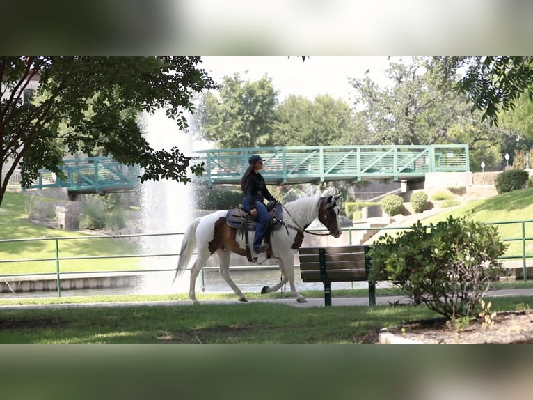 American Quarter Horse Gelding 7 years 15 hh Tobiano-all-colors in Granbury TX