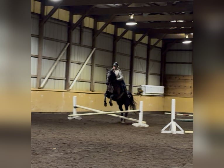 American Quarter Horse Gelding 7 years 15,1 hh Bay-Dark in Egg Harbor City