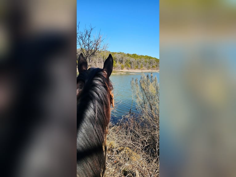 American Quarter Horse Gelding 7 years 15,1 hh Bay in Weatherford