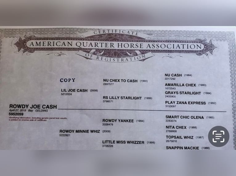 American Quarter Horse Gelding 7 years 15,1 hh Bay in SANDSTON, VA